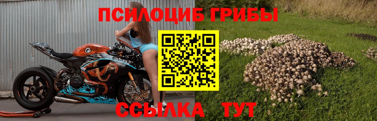 Псилоцибиновые грибы Psilocybine cubensis  Вход с VPN  Новошахтинск 